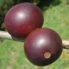 Camu Camu Berry: 250 Times the Vitamin C of an Orange