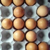 Are Eggs Really A Superfood?