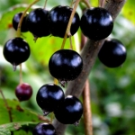 Blackcurrant juice