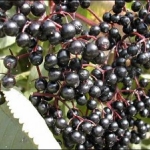 Elderberry Juice