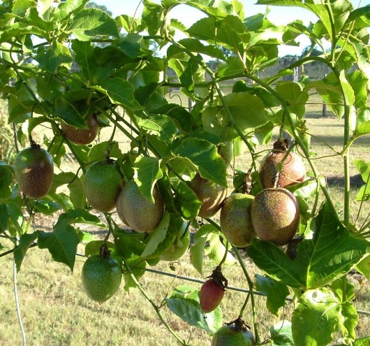 Passion fruit