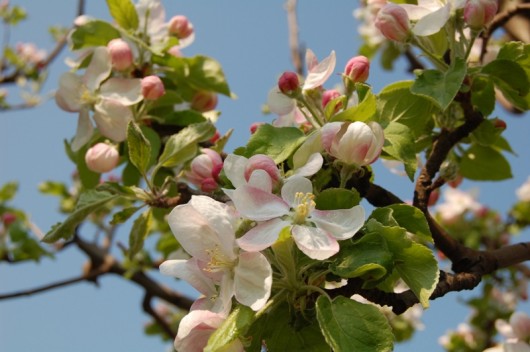 How To Grow Apples At Home