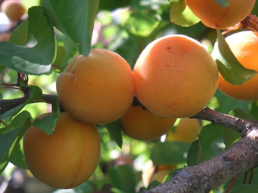 There are no known apricot juice side effects