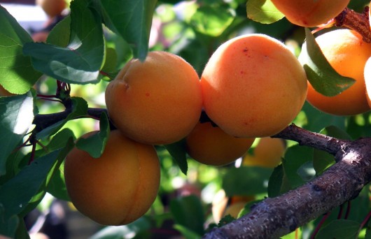 Best apricots for juicing