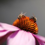 Propolis is a sticky resin secreted by the breaking down of  resins that the worker bees collect on daily outings.
