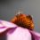 Bee Propolis, a Multipurpose Natural Medicine