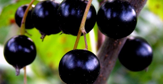 Best blackcurrants for juicing