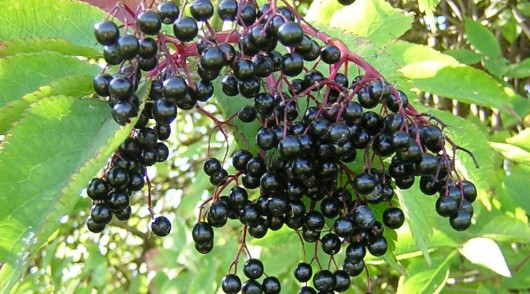 best elderberries for juicing
