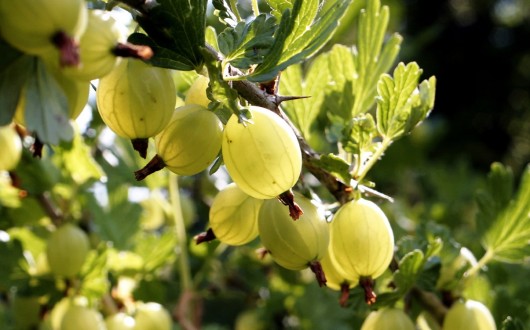 best gooseberries for juicing