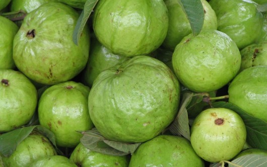 best guavas for juicing