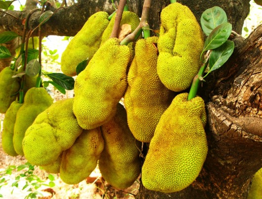 best jackfruits for juicing