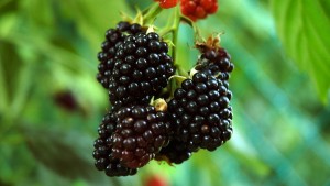 blackberries2 300x169 Blackberry juice side effects