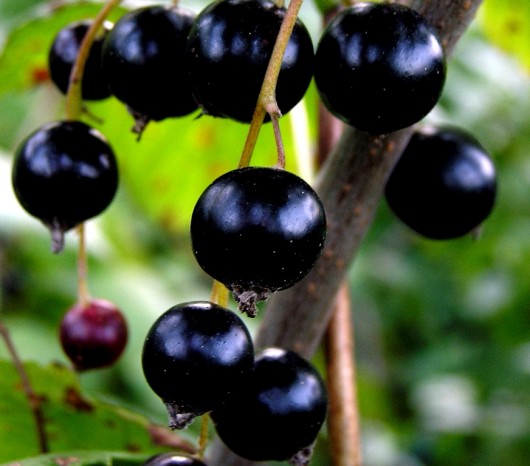 blackcurrant juice side effects