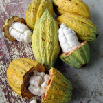 Raw cacao fruit