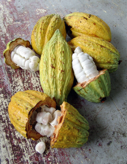 Raw cacao fruit