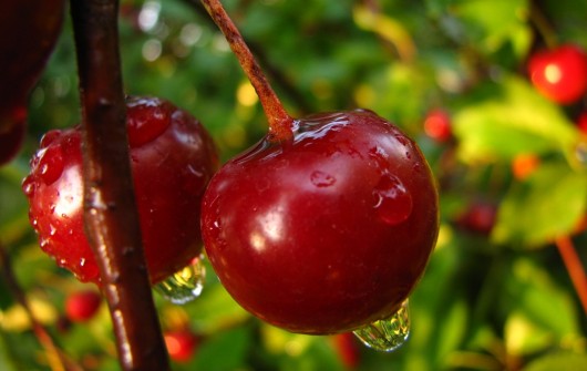 One Simple Cherry Has Many Health Benefits
