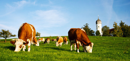 Discovery of yogurt was a very happy accident, the result of storing milk products in warmer climates and using rather primitive methods dating as far back as the Neolithic societies of Central Asia.