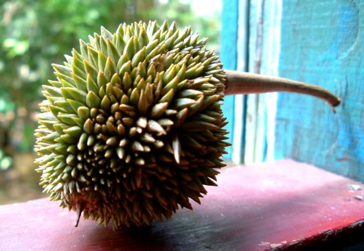 Health benefits of durian juice