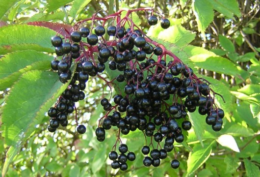 Elderberry juice side effects - be careful if you use raw berries
