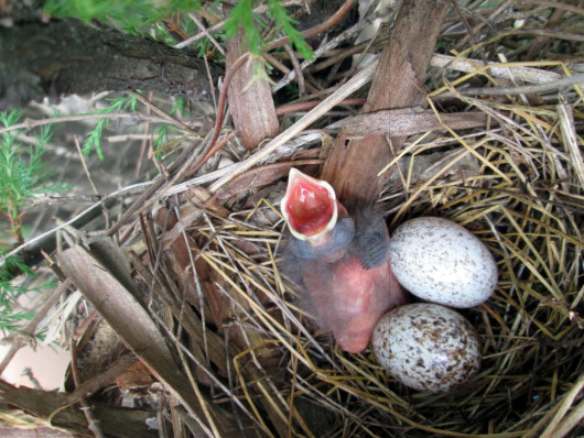 eggs-in-birds-nest