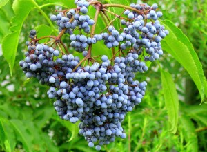 elderberries 2 elderberries 22 300x221 elderberries 2