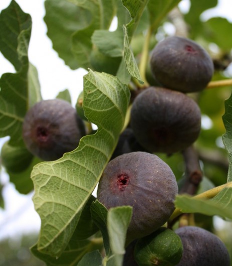 Figs for fig juice