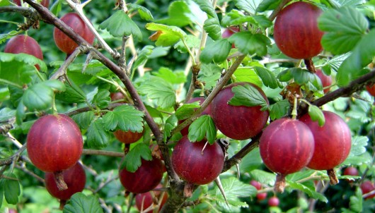Health benefits of gooseberry juice