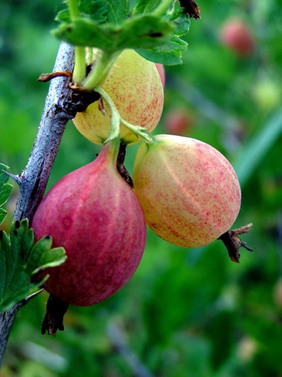 Gooseberries