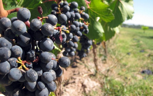 Health benefits of grape juice