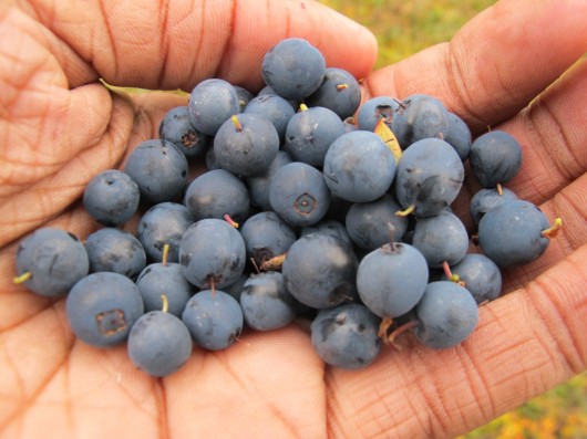 Blueberry juice health benefits