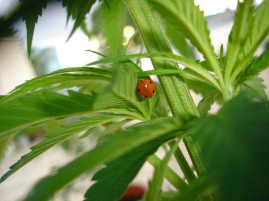 Hemp plant