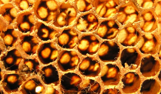 Honeycomb