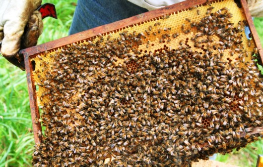 Propolis is made when a mixture of bee saliva breaks down the enzymes of the resin and creates a gluey substance.