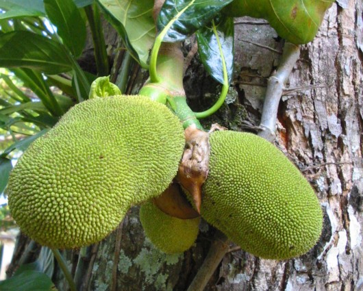 Health benefits of jackfruit juice