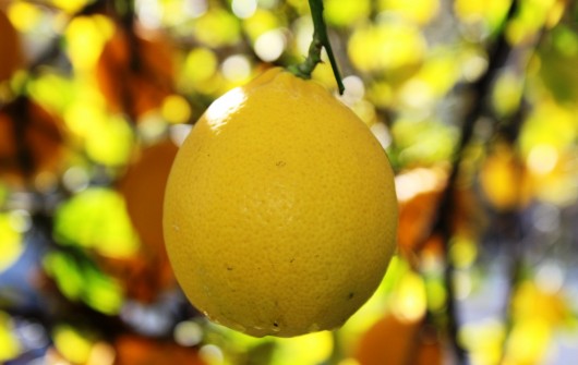 Lemon