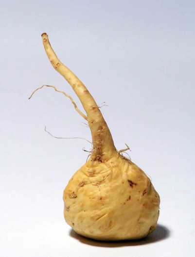 Maca root