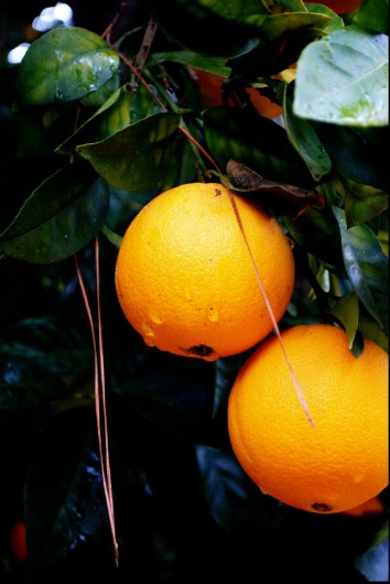 Oranges