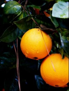 orange orange1 229x300 orange