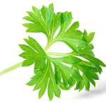 Since the times of the ancient Greeks, parsley has been used as a digestive aid.