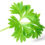 Parsley – Herb,Spice,Vegetable and Medicinal Plant, 10 Reasons Not To Miss It
