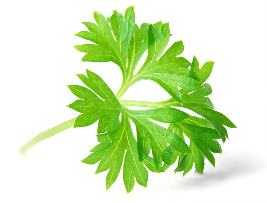  Parsley has been used to help relieve menstrual cramps as far back as the Middle Ages.