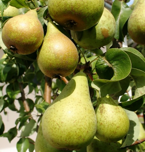 Pear juice side effects