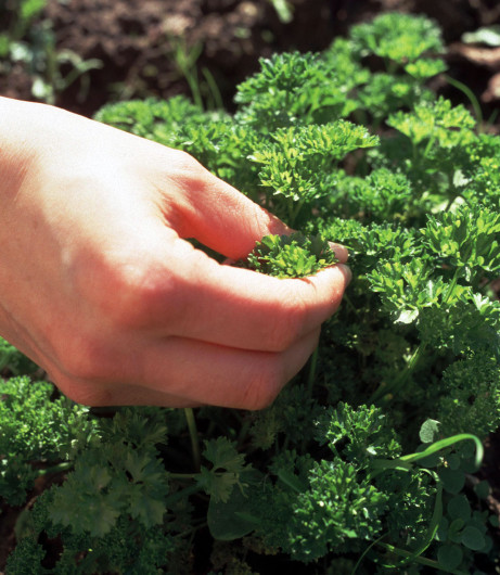 As most herb, fruit and vegetables, parsley is best used fresh.