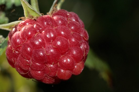 Raspberries have the highest amount of dietary fiber