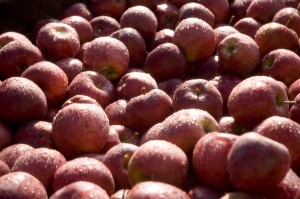 red apples 300x199 Red Apples