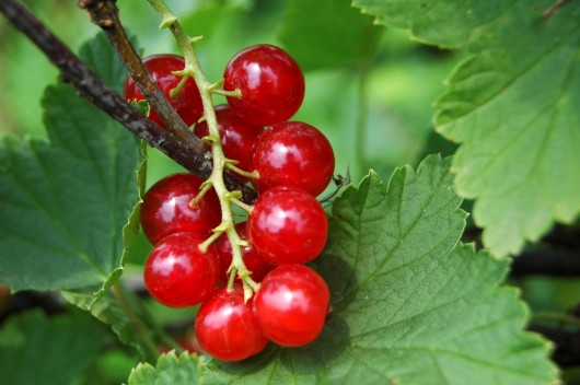 Health benefits of readcurrant juice.