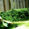 Chlorella: A Superfood With Endless Potential