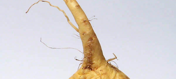 Maca root